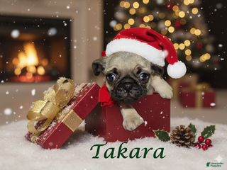Pug dogs Takara - Ad 16