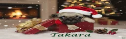 Pug dogs for sale: Takara - Ad 1
