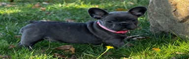 French Bulldog Puppy 2