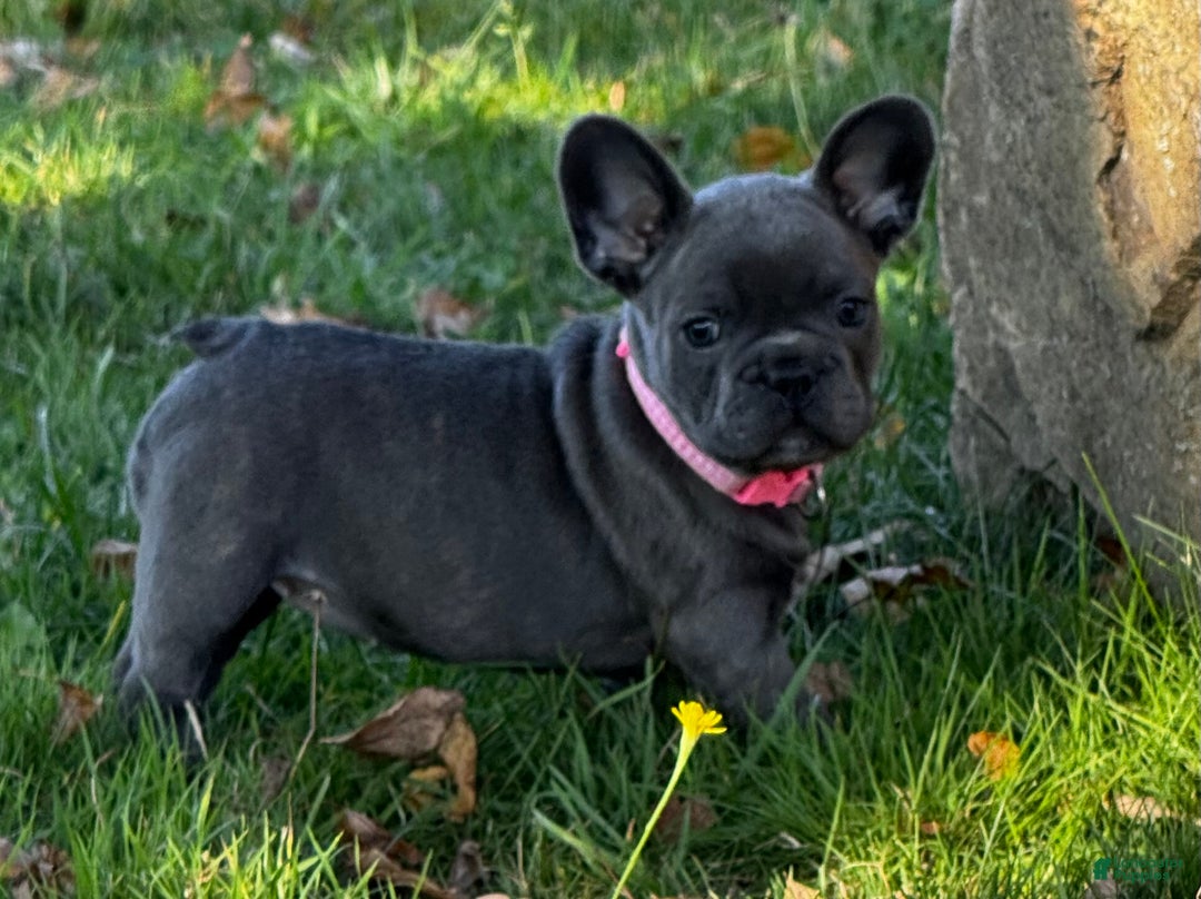 French Bulldog dogs for sale: French Bulldog Puppy 2 - Ad 1