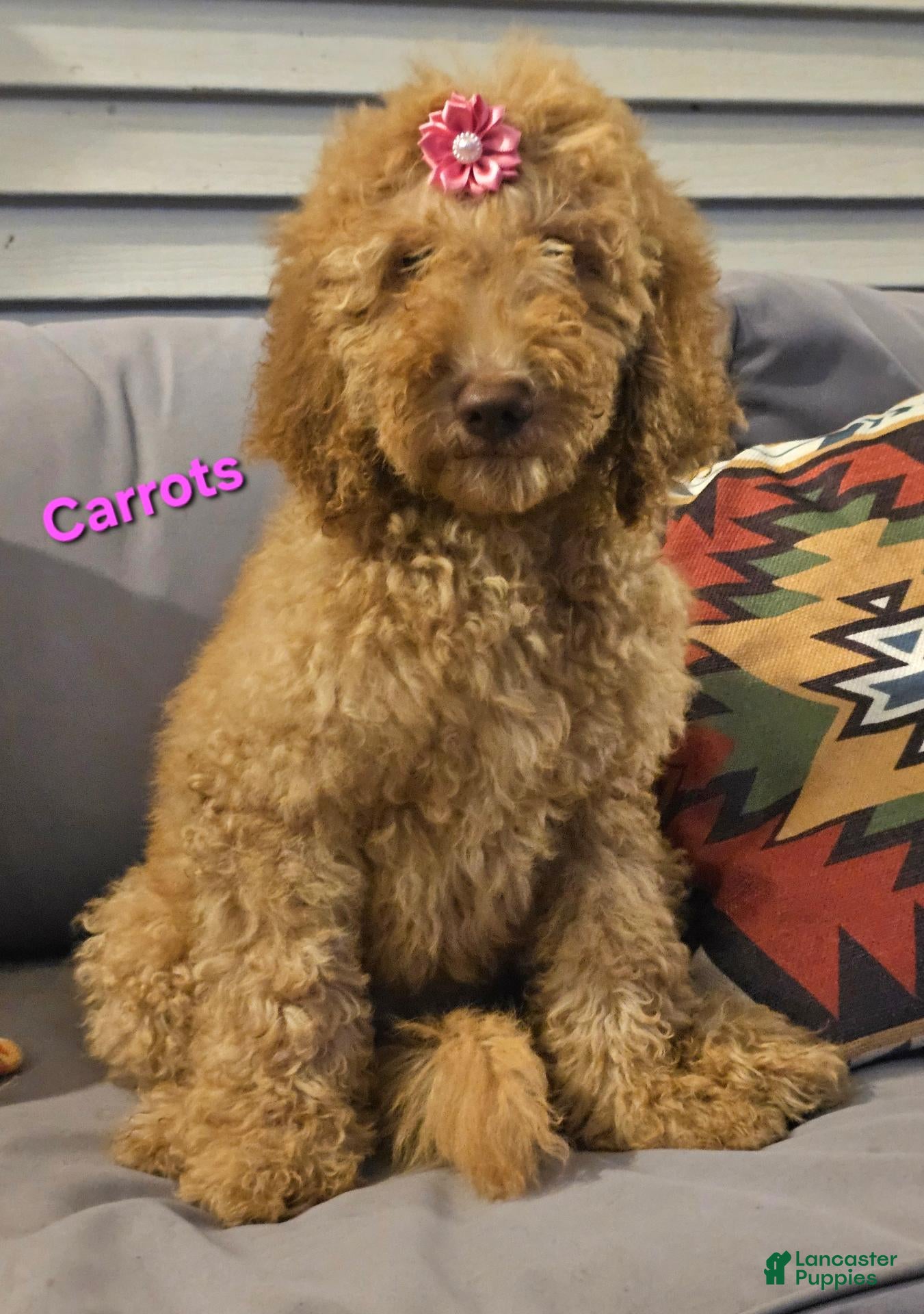 Goldendoodle dogs Carrots - Ad 1