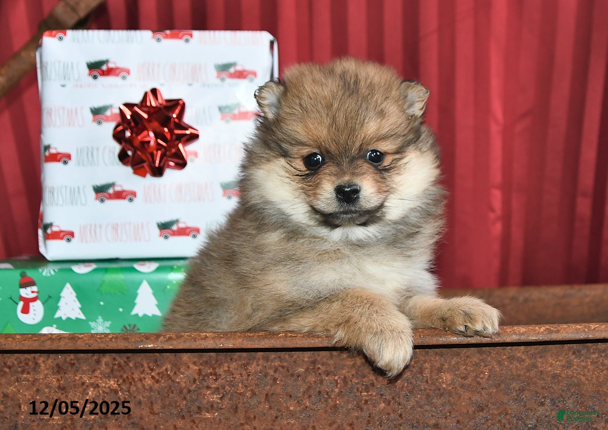 Pomeranian dogs Noel - Ad 14