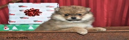 Pomeranian dogs for sale: Noel - Ad 1