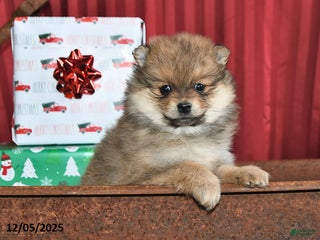 Pomeranian dogs Noel - Ad 33