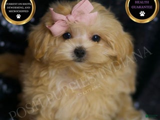 Maltipoo dogs - Ad 24