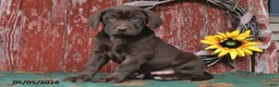 Labrador Retriever dogs for sale: Tanner - Ad 2