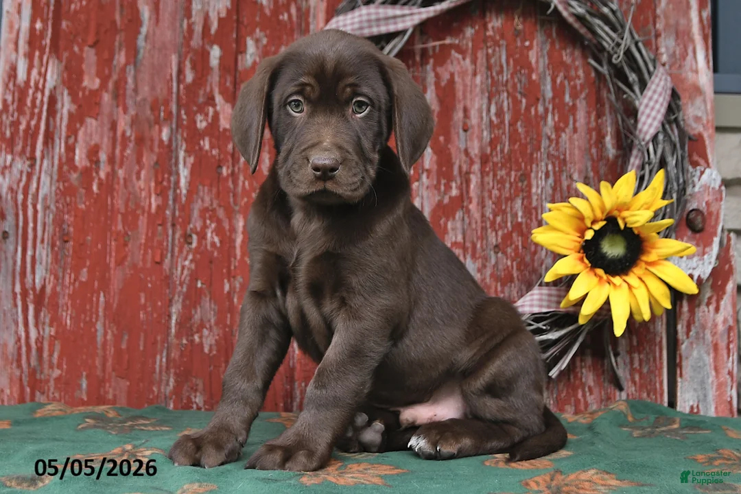 Labrador Retriever dogs for sale: Tanner - Ad 2