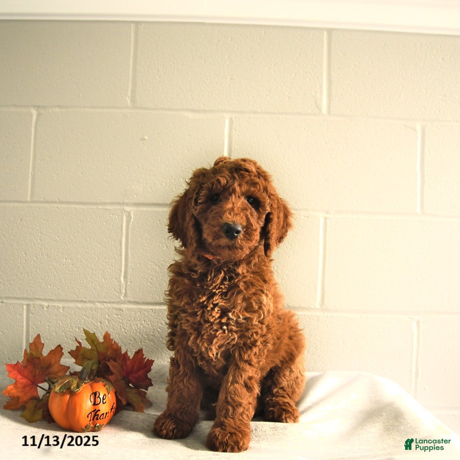 Standard Poodle dogs Ryan - Ad 37