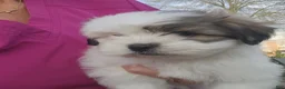 Shih Tzu dogs for sale: Shih Tzu Puppy 2 - Ad 6
