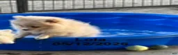 Pomeranian dogs for sale: Lola - Ad 3