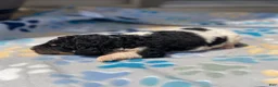 Standard Poodle dogs for sale: Aspen - Ad 8