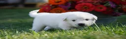 Great Pyrenees dogs for sale: AKC Apollo - Ad 6