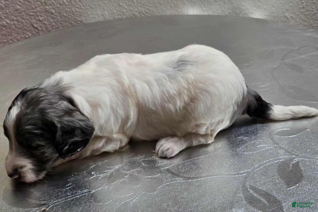 Mini Goldendoodle dogs for sale: Blaze - Ad 3