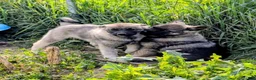 Norwegian Elkhound dogs for sale: RED COLLAR - Ad 6