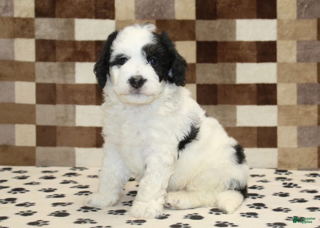 Mini Bernedoodle dogs for sale: Kirby - Ad 1