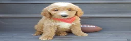 Mini Goldendoodle dogs for sale: Bear (medium) - Ad 4