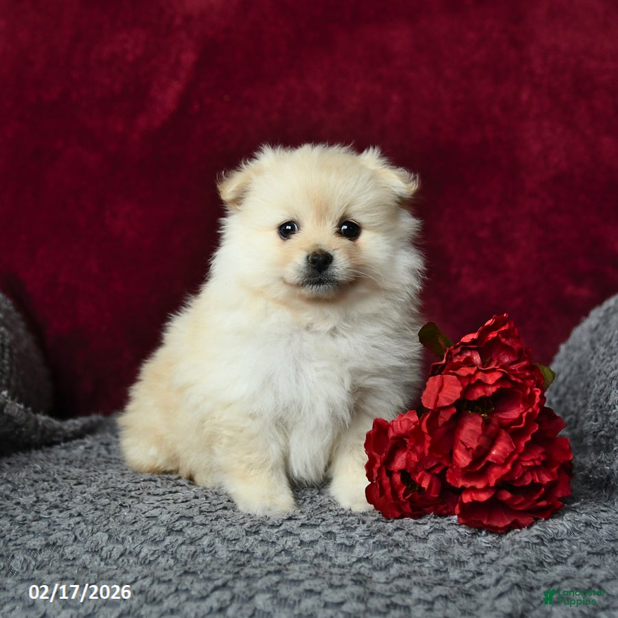 Pomeranian dogs Stella - Ad 2