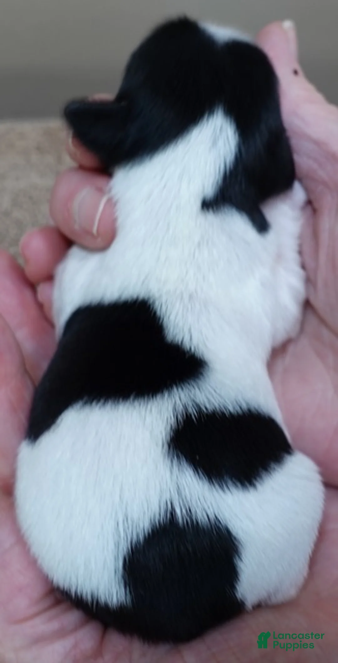 Yorkshire Terrier dogs for sale: Leo  - Ad 6