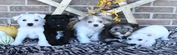 Miniature Schnauzer dogs for sale: Ollie - Ad 3