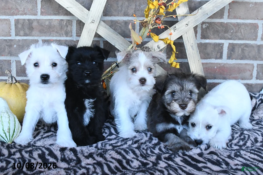 Miniature Schnauzer dogs for sale: Ollie - Ad 3