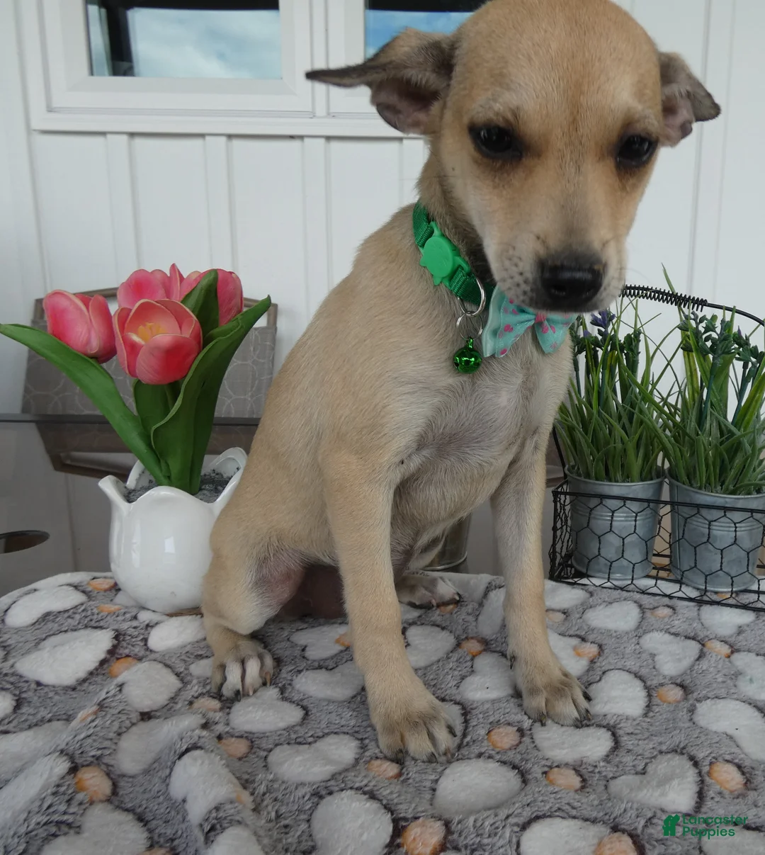 Chihuahua dogs for sale: Chihuahua Puppy 2 Mini - Ad 1