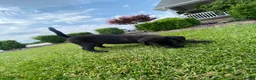Mixed Breed dogs for sale: Mixed Breed 6 - Ad 4