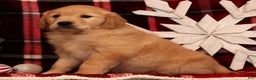 Golden Retriever dogs for sale: Crystal - Ad 4