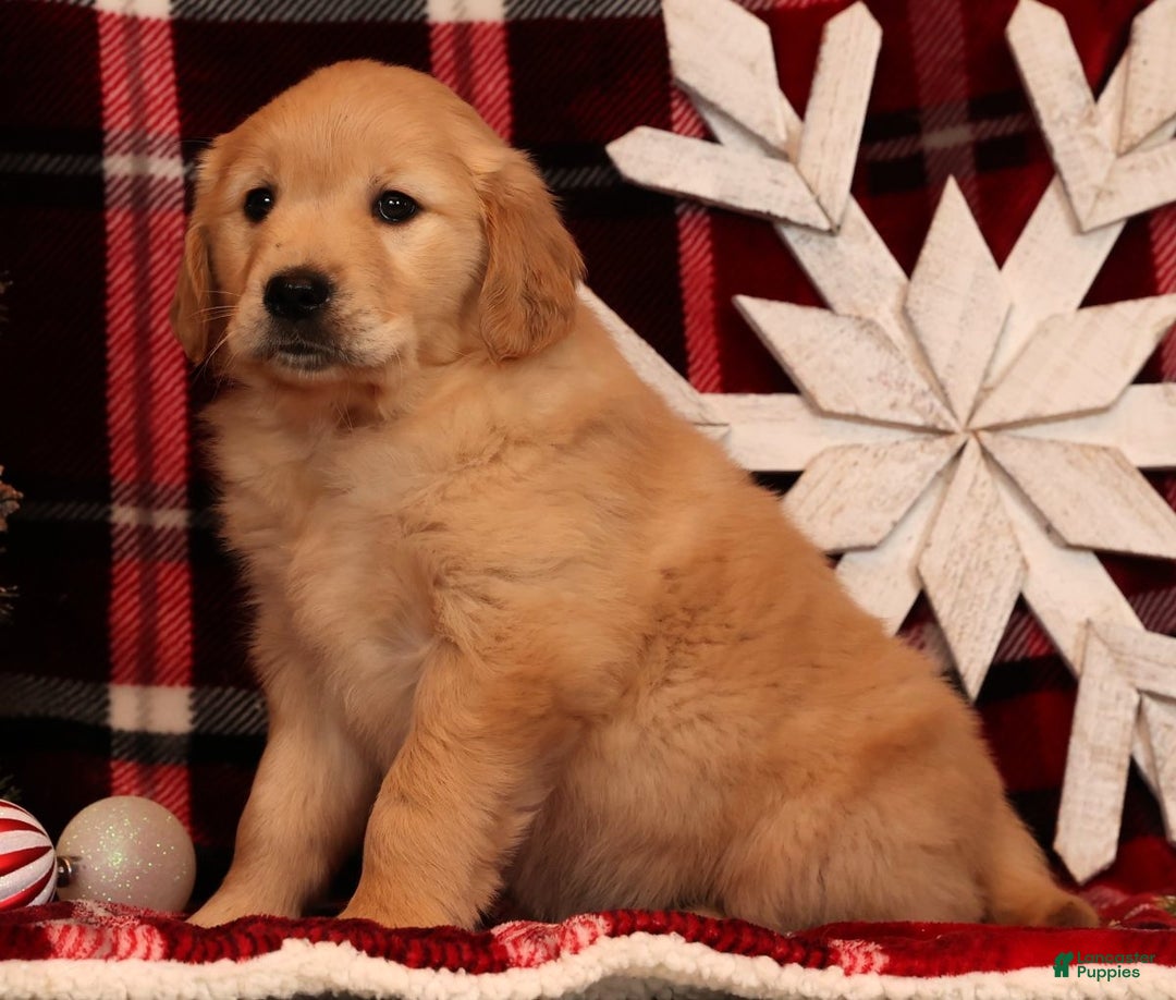 Golden Retriever dogs for sale: Crystal - Ad 4