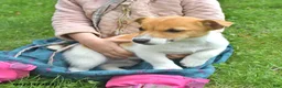 Jack Russell Terrier dogs for sale: Mocha - Ad 3