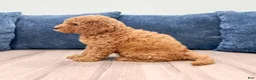 Miniature Labradoodle dogs for sale: Austin - Ad 3