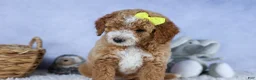 Mini Goldendoodle dogs for sale: 🐾 Meet Nova – F2B Mini Goldendoodle Puppy 🐾 - Ad 10