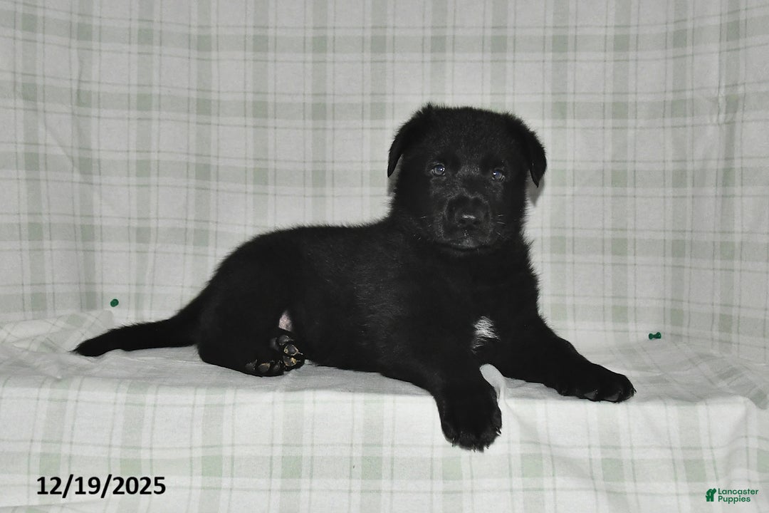 German Shepherd dogs for sale: Zachary - Ad 2