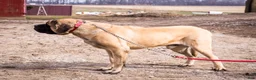 English Mastiff dogs for sale: Murphy - Ad 11