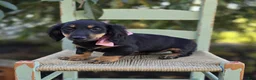Miniature Dachshund dogs for sale: Trixie - Ad 4