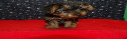 Yorkshire Terrier dogs for sale: Janet - Ad 5