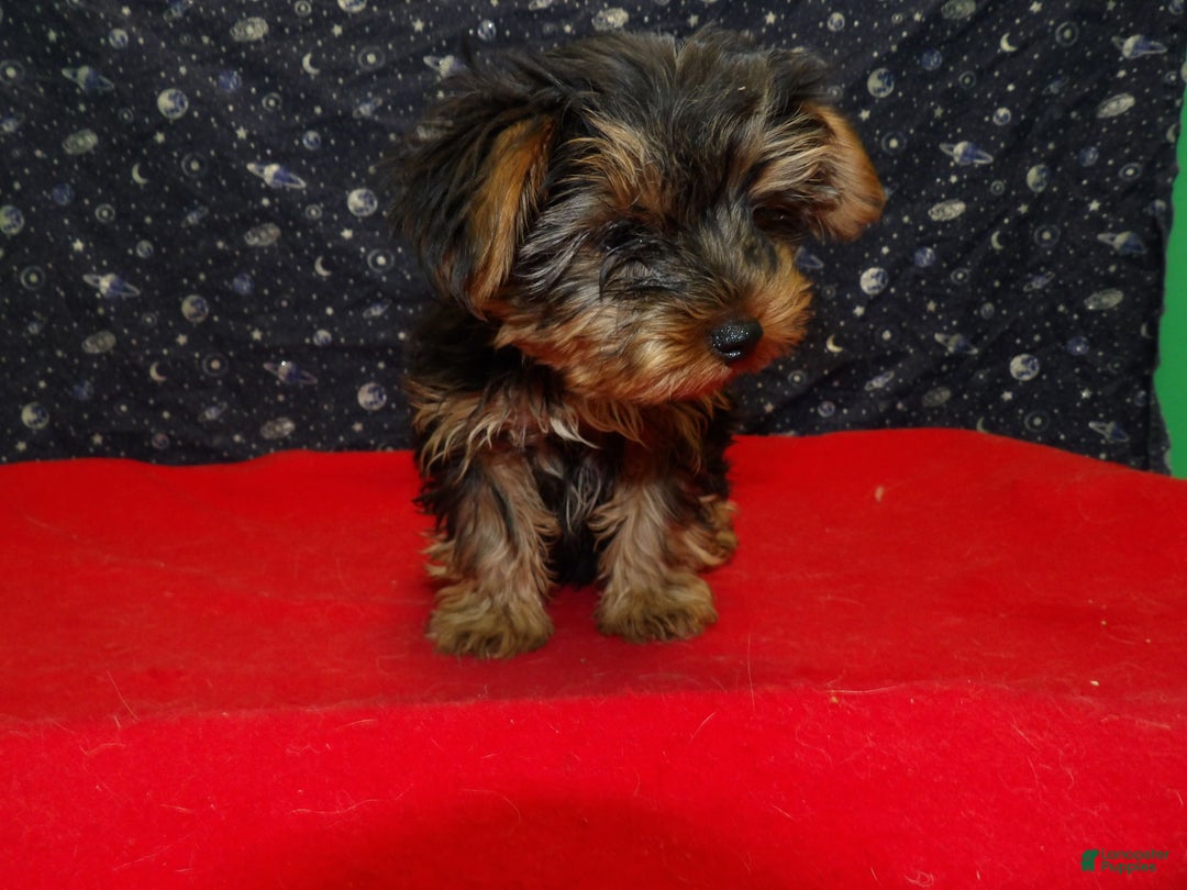 Yorkshire Terrier dogs for sale: Janet - Ad 5