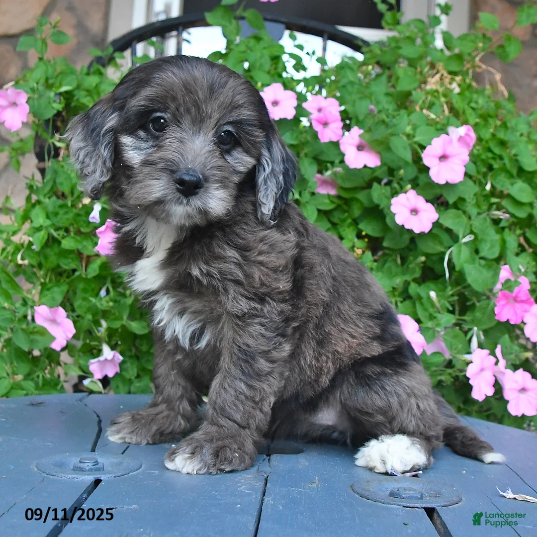 Mixed Breed dogs for sale: Paris - Ad 1