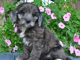 Mixed Breed dogs Paris - Ad 29