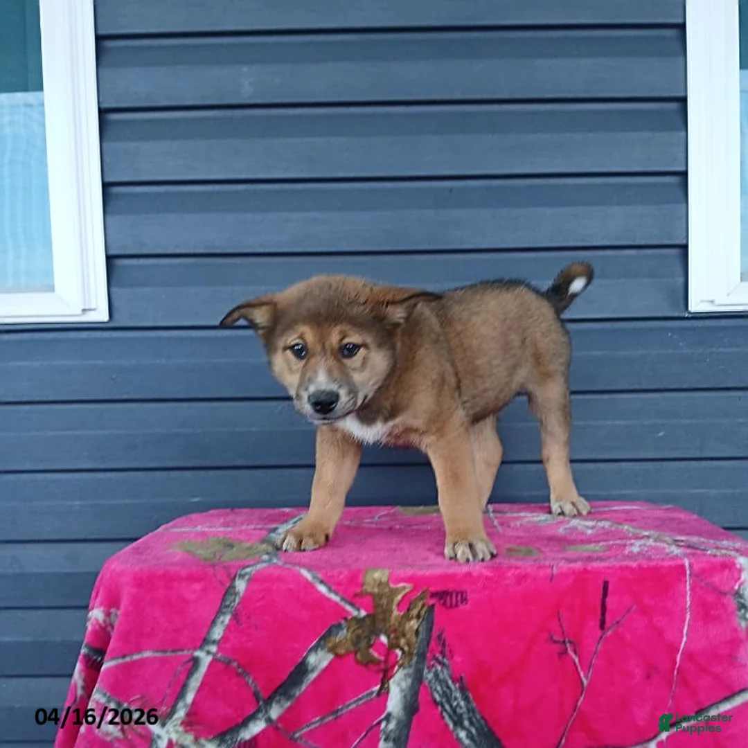 Mixed Breed dogs for sale: Kent - Ad 3