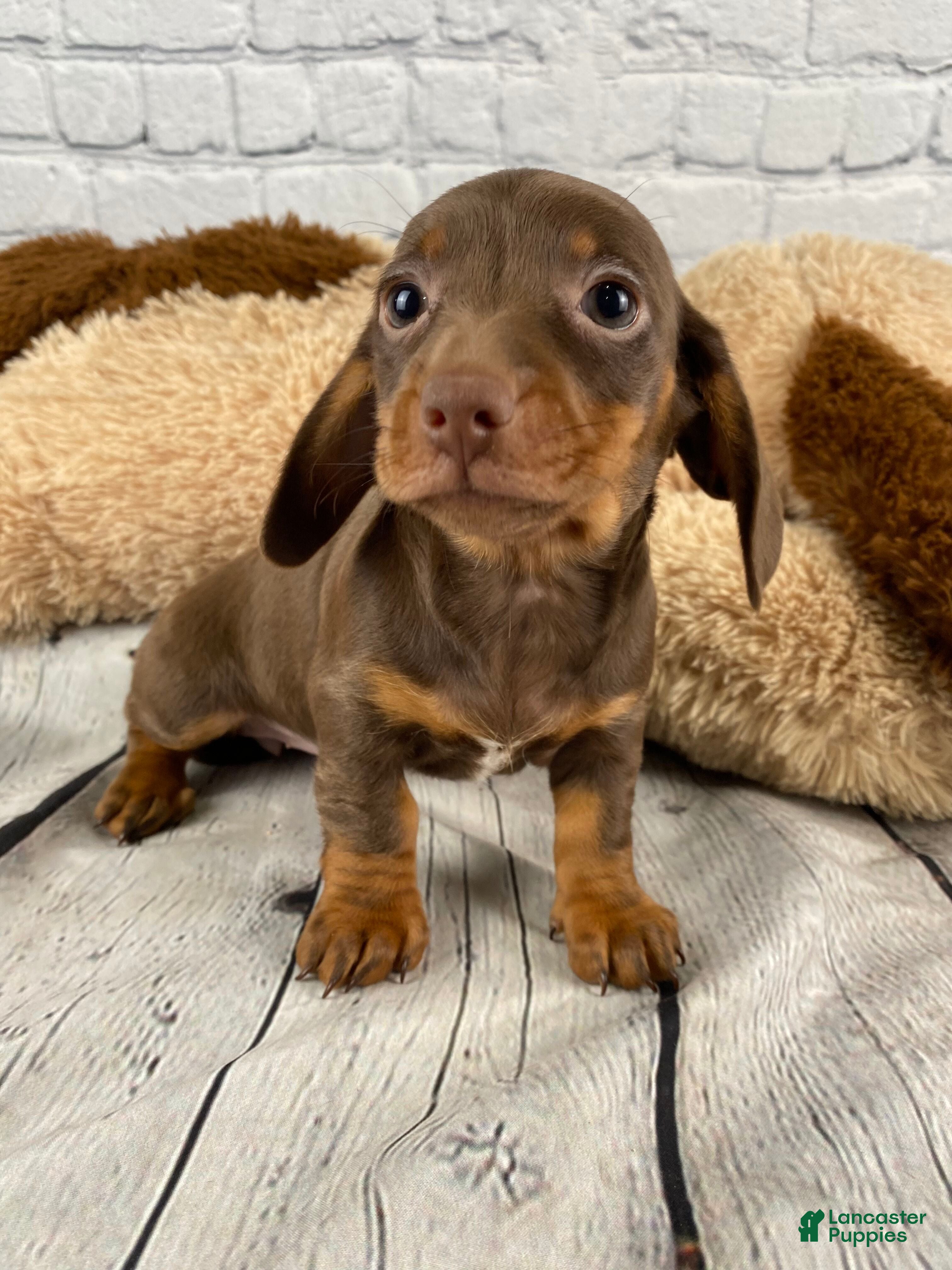 Miniature Dachshund dogs Wendy - Ad 1