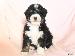 Mini Bernedoodle dogs - Ad 15