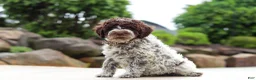 Lagotto Romagnolo dogs for sale: Leo - Ad 5