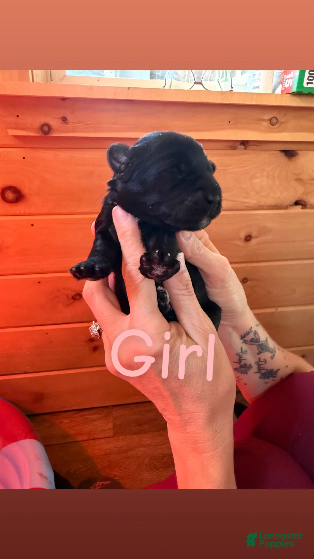 Mixed Breed dogs for sale: Mixed Breed 7 - Ad 1
