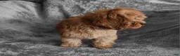 Cavapoo dogs for sale: Hershey - Ad 8