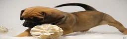 Puggle dogs for sale: Sierra - Ad 7