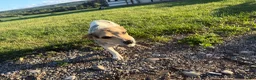 Jack Russell Terrier dogs for sale: Jackson - Ad 4