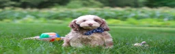 Cockapoo dogs for sale: Oakley - Ad 1