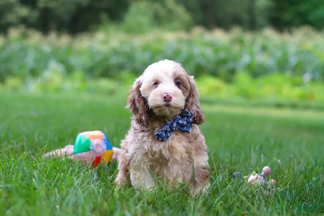 Cockapoo dogs for sale: Oakley - Ad 1
