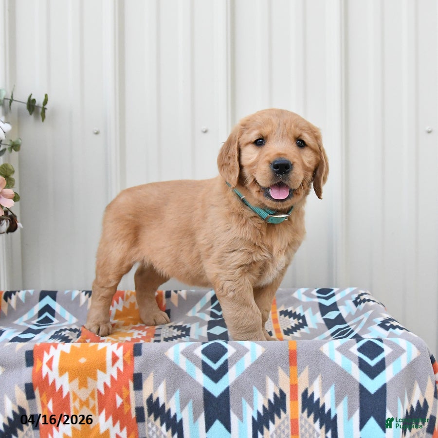 Golden Retriever dogs Ginger - Ad 1