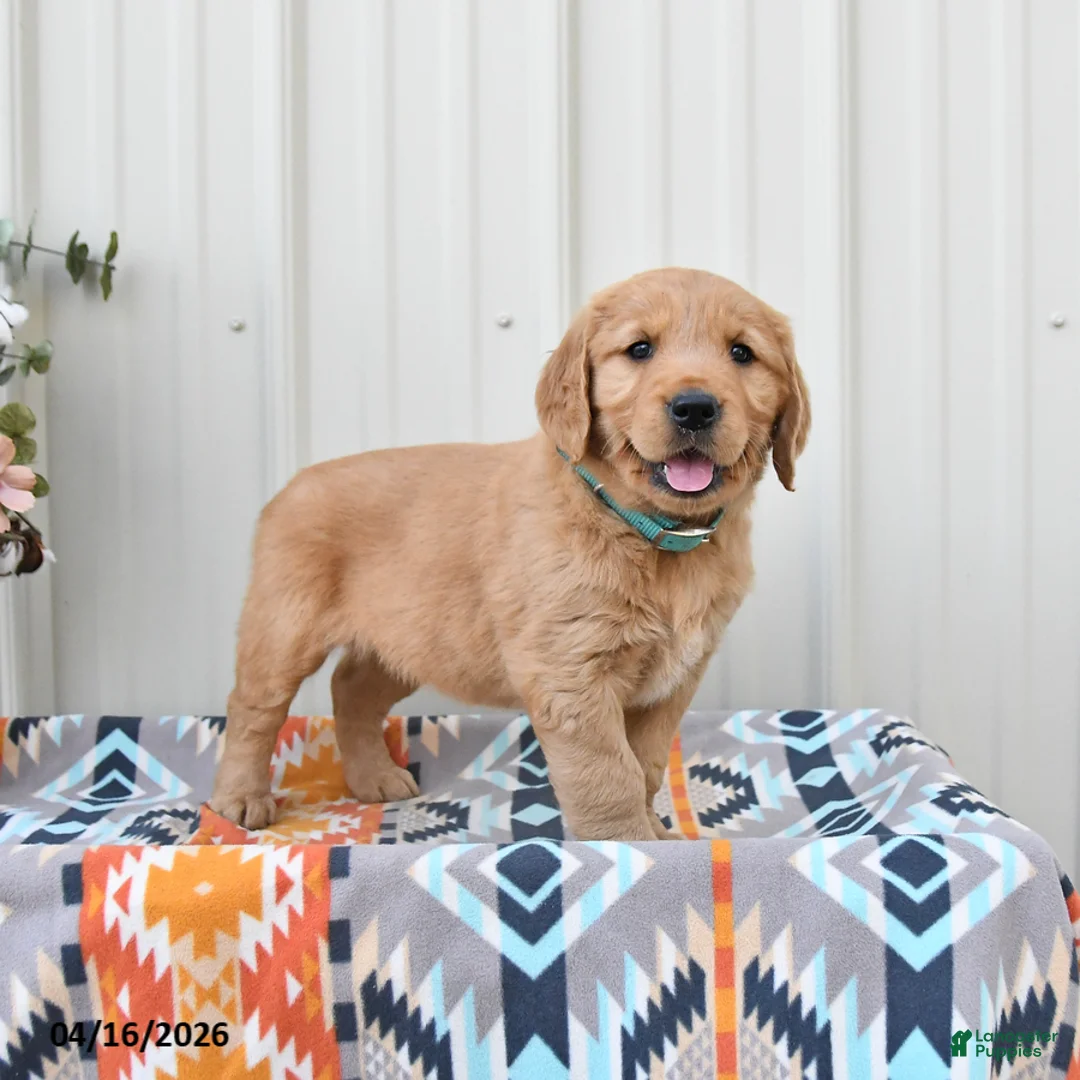 Golden Retriever dogs for sale: Ginger - Ad 1